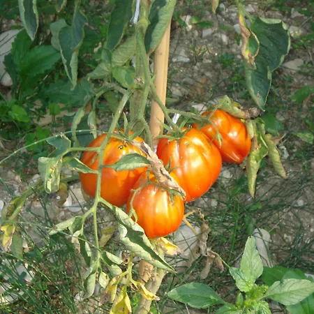 Casale La Fornace * Costacciaro